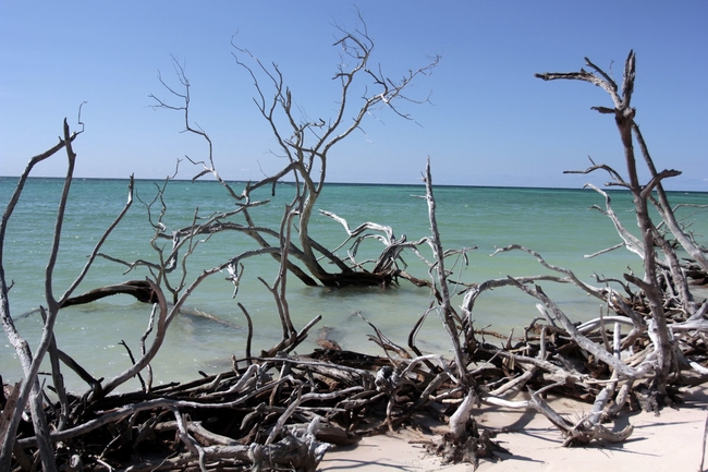 Dead mangroves in Jutia Key, Pinar del Rio province