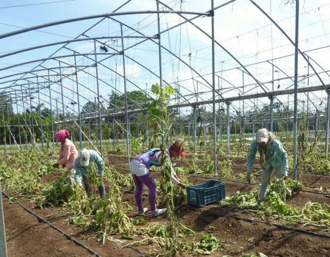 At the La Sigüaraya farm, everything that can still be saved is being harvested, while greenhouses are prepared for seedlings.