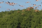 Flamingos fly at Rancho Luna nature reserve, Cuba 