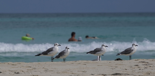 Seagulls walk along the shore as tourists wade in ocean waters, in Varadero, Cuba