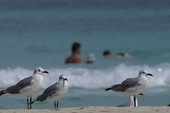 Seagulls walk along the shore as tourists wade in ocean waters, in Varadero, Cuba