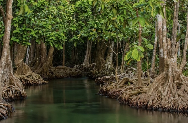 The rehabilitation and replanting of mangrove forests is critical to Cuba's coastal resilience project