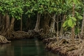 The rehabilitation and replanting of mangrove forests is critical to Cuba's coastal resilience project